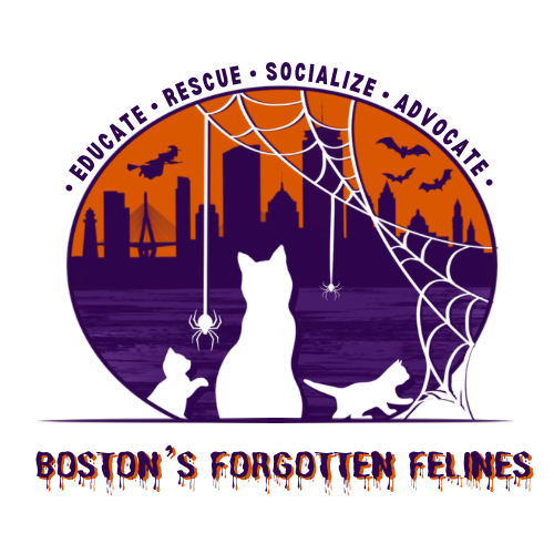 Boston's Forgotten Felines