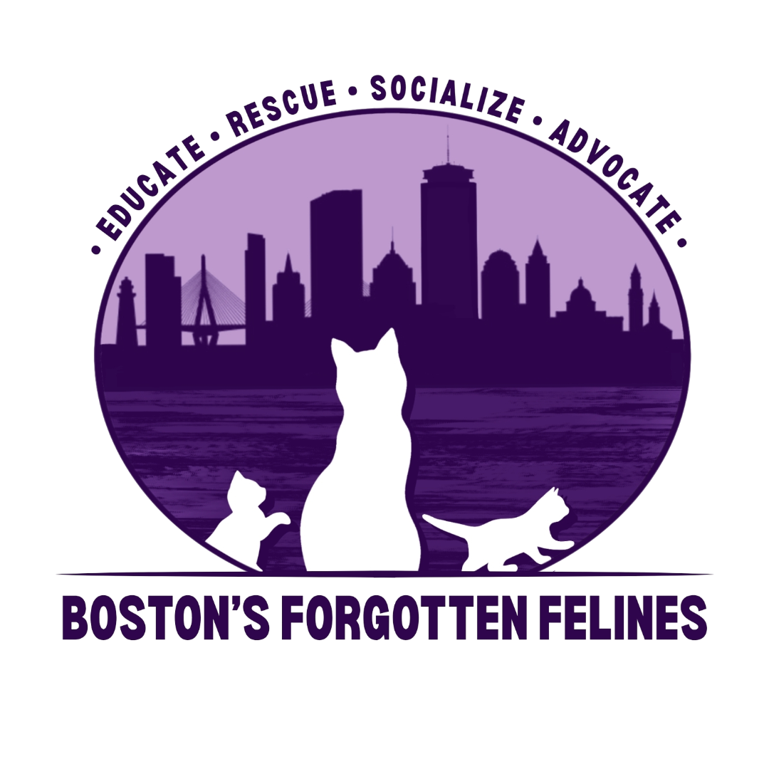 Boston's Forgotten Felines