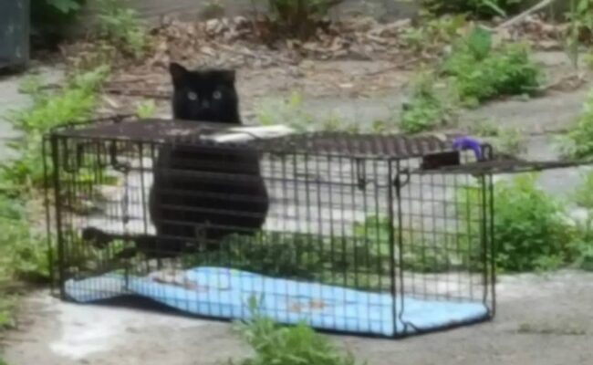 volunteer_trapping